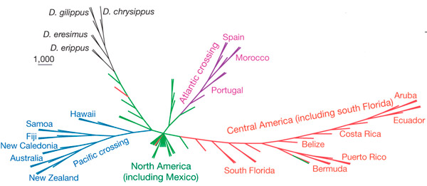 Филогенетическое дерево популяций данаид