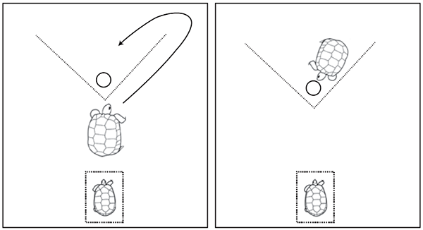 Схема эксперимента. Рисунок из обсуждаемой статьи в Biology letters