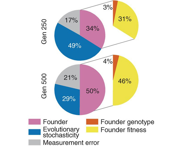 Рис. 3. Вклад различных факторов в различия по величине прироста приспособленности после 250 поколений адаптации (вверху) и после 500 поколений (внизу)