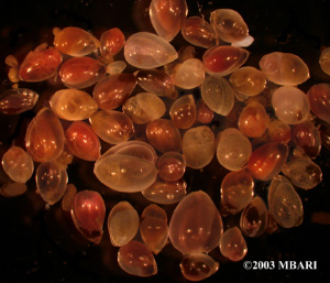 Раковинки фораминифер рода Globobulimina (фото с сайта www.mbari.org)