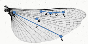 Заднее крыло белополосой кобылки