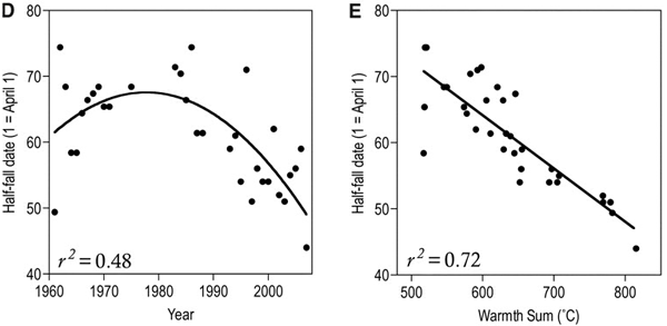 Рис. 2. D — срок достижения максимума биомассы гусениц зимней пяденицы (в днях, начиная с 1 апреля) с 1961-го по 2007 год; E — срок достижения максимума биомассы гусениц зимней пяденицы (в днях с 1 апреля) как функция суммарного количества тепла (суммы максимальных за день температур в °C в период с 1 марта по 25 апреля) за последние 33 года. Рис. из обсуждаемой статьи в Science