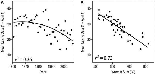 Рис. 1. A — средняя дата откладки яиц (в днях, начиная с 1 апреля) большой синицы с 1961-го по 2007 год; B — средняя дата откладки яиц большой синицы (в днях с 1 апреля) как функция суммарного количества тепла (суммы максимальных за день температур в °C в период с 1 марта по 25 апреля) для всего периода исследований. Рис. из обсуждаемой статьи в Science
