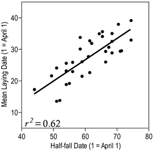 Рис. 3. Корреляция между средней датой откладки яиц большой синицы и сроком достижения максимума биомассы гусениц зимней пяденицы (обе даты в днях, начиная с 1 апреля) за последние 33 года. Рис. из обсуждаемой статьи в Science