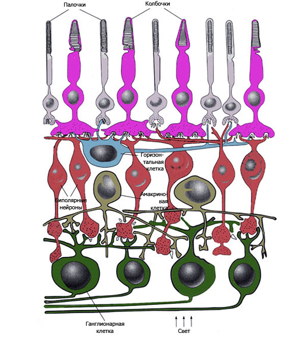 Структура сетчатки. Изображение с сайта www.skidmore.edu