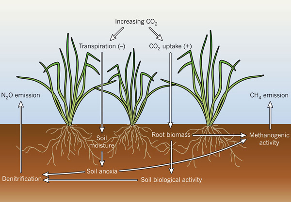 В ответ на рост содержания в воздухе СО2 растения снижают интенсивность транспирации (испарения воды листьями), но связывают при этом больше СО2. Из статьи Alexander Knohl and Edzo Veldkamp