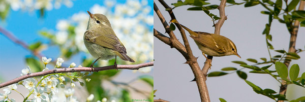Рис. 1. Представители двух «крайних» подвидов зеленой пеночки