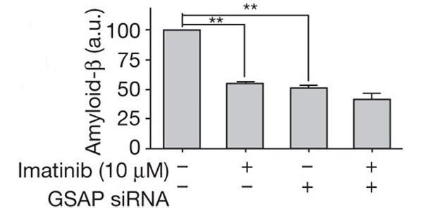 Ингибирование GSAP с помощью малых интерферирующих РНК (siRNA) «роняет» уровень бета-амилоида сходно с иматинибом. Помимо всего прочего, это подтверждает, что действие иматиниба связано с ингибированием GSAP. a. u. — arbitrary units, условные единицы. **P < 0,01. Изображение из обсуждаемой статьи в Natur