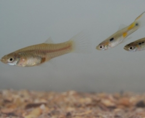 Два самца гуппи преследуют самку