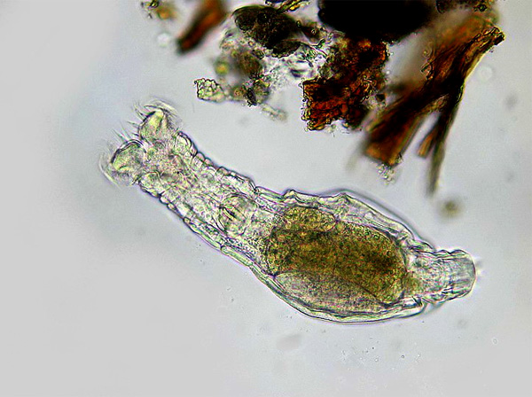 Бделлоидная коловратка Habrotrocha. Фото с сайта www.microscopy-uk.org.uk