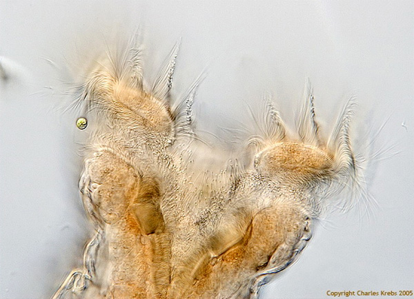 Головной конец бделлоидной коловратки с многочисленными ресничками, служащими для подгона пищевых частиц ко рту. Хотя коловратки — многоклеточные животные, по своим повадкам, да и по размеру, они напоминают инфузорий. Фото с сайта www.microscopy-uk.org.uk