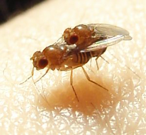 Сексуальные отношения мушек-дрозофил только с виду кажутся простыми