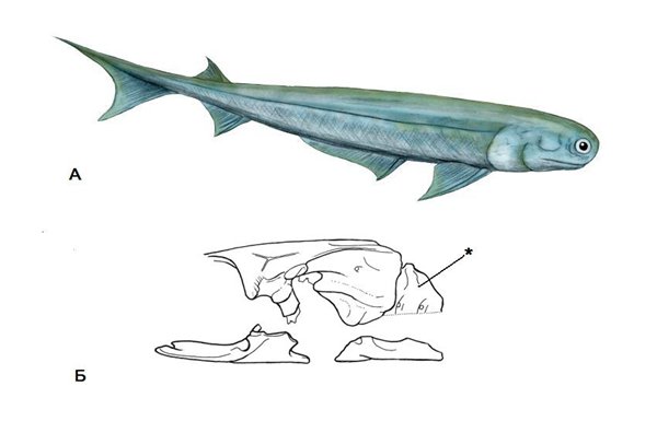 Рис. 4.«Длинный затылок» как эволюционно древний признак