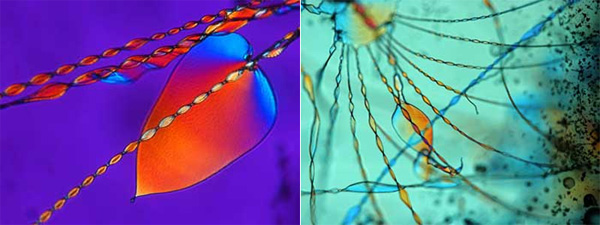 Эти минеральные структуры формируются в растворах простых неорганических соединений — карбонатов и силикатов. Казалось бы, естественные кристаллы карбонатов и силикатов не могут позволить себе столь изысканные формы. Но выяснилось, что это не так. Фото с сайта www.rsc.org