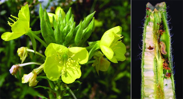 Рис. 3. Ослинник двулетний (Oenothera biennis) и гусеница бабочки Mompha brevittella, поедающая его семена