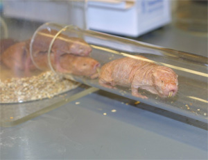 Голые землекопы в неволе. Фото с сайта www.cas.vanderbilt.edu