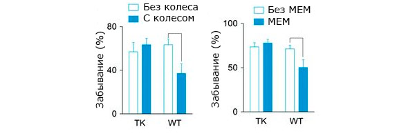 Динамика забывчивости взрослых мышей