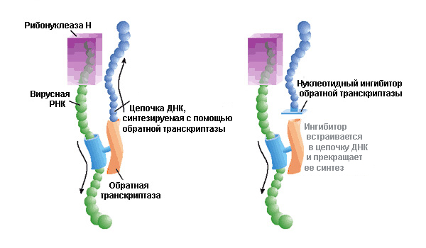 Механизм действия ингибиторов обратной транскриптазы ВИЧ-1. Как удалось показать группе Леонида Марголиса, в качестве такого ингибитора может выступать трифосфат ацикловира. Если клинические испытания подтвердят его безопасность и терапевтический потенциал, модифицированный ацикловир может стать дешевым лекарством против СПИДа. Рис. с сайта www.nature.com