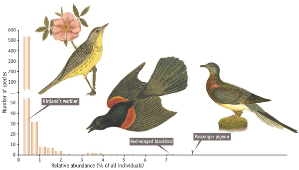 Рис. 1. Типичный пример «вогнутой кривой» («hollow curve»), показывающей распределение числа видов, имеющих разную численность. В выборку попали более 500 видов птиц, которых учитывали более чем в 1400 местах в Северной Америке. По оси X — классы относительного обилия (в % от общей численности всех видов), по оси Y — число видов, попадающих в данную категорию обилия (обратите внимание на разрыв шкалы Y!). Из графика хорошо видно, сколь много существует видов редких (левая часть графика), и сколь мало — массовых (правая часть графика). В качестве примера крайне редкого вида изображена славка Киртлэнда, в качестве самого массового — странствующий голубь, истребленный человеком в конце XIX века. В центре — весьма обычный сейчас в Америке вид — краснокрылый трупиал (подробнее об этих птицах — на рис. 2). Изображение из статьи: McGill B.J. A Renaissance in the Study of Abundance // Science. 2006. V. 314. P. 770–772