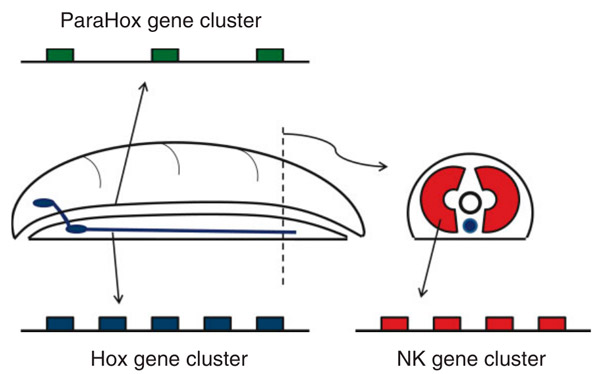 Рис. 2. Схема двусторонне-симметричного животного