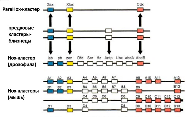 Рис. 3. Происхождение Hox- и ParaHox-кластеров