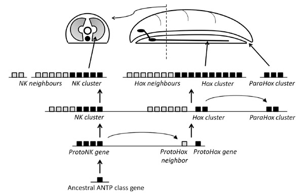Рис. 4. Серия дупликаций