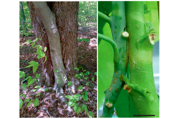 Рис. 3. Сращивание растений разных видов в природе и лаборатории