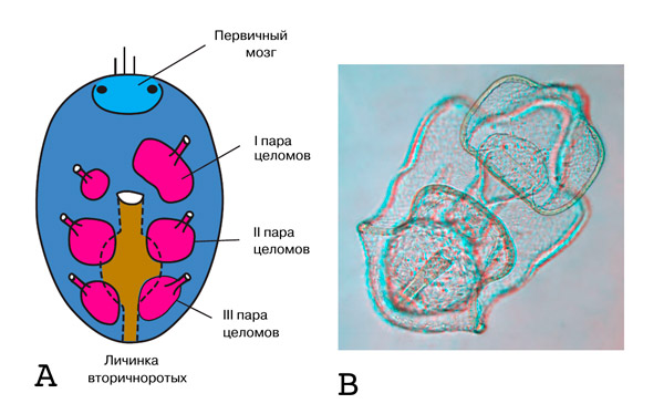 Рис. 2. Схема диплеврулы и фото более поздней стадии развития личинки морской звезды