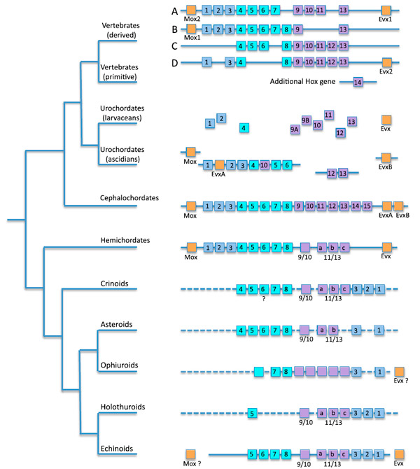 Рис. 3. Судьба Hox-кластеров в разных эволюционных ветвях вторичноротых