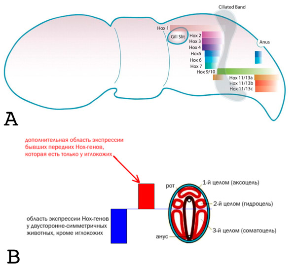 Рис. 4. Эволюция экспрессии