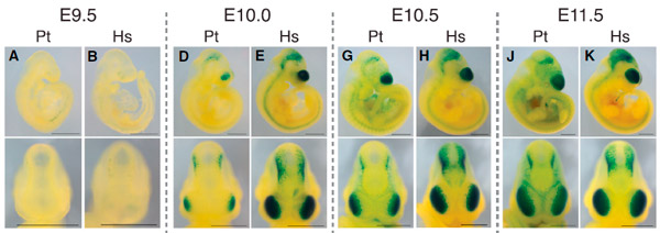 Рис. 2. Места работы HARE5 у эмбрионов мыши