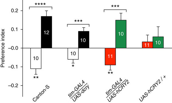 Рис. 1. Человеческий криптохром позволяет дрозофилам ориентироваться в магнитном поле. Только отсутствие криптохрома как такового не позволяет мухам ощущать магнитное поле. Изображение из обсуждаемой статьи в Nature Communications