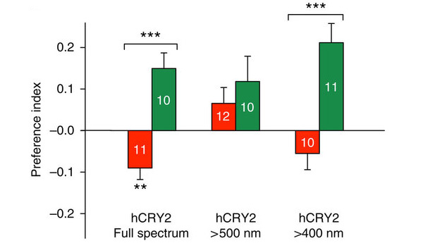 Рис. 2. Распознавание человеческим криптохромом магнитного поля зависит от синего света. При освещении светом, в котором нет синей составляющей (>500 нм), магнитное поле не распознается. Full spectrum — полный спектр. Изображение из обсуждаемой статьи в Nature Communications