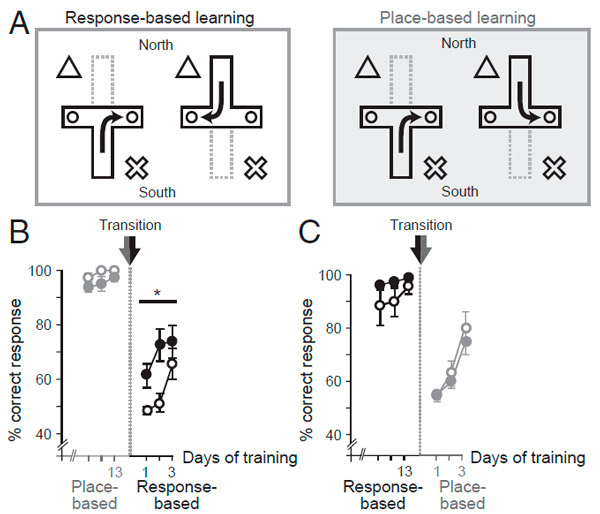 Рис. 2. Схемы обучения мышей и данные по их успехам