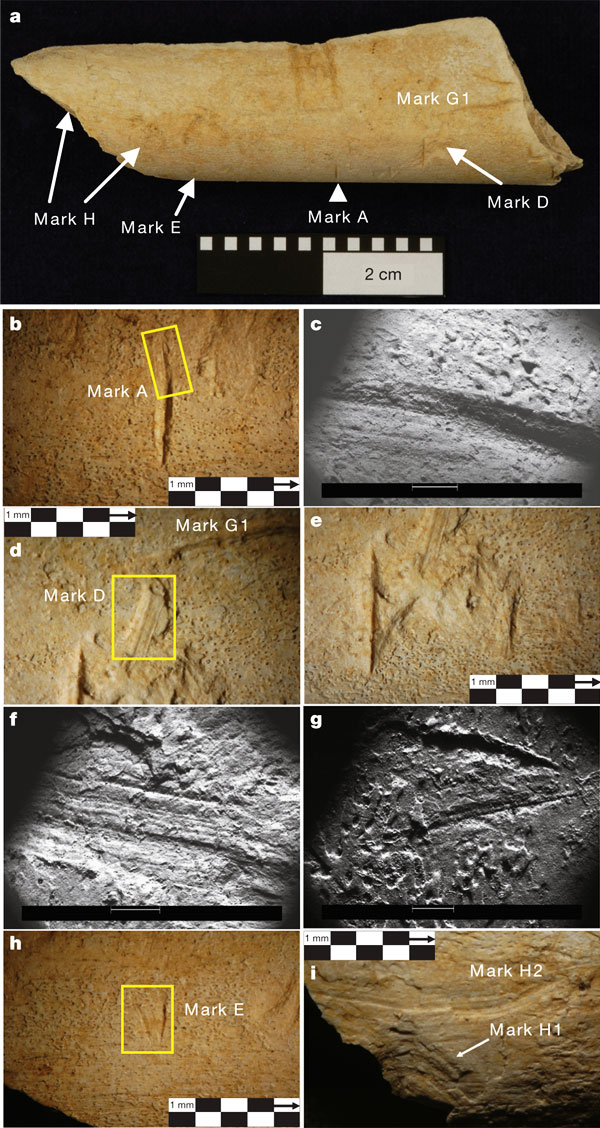 Обломок бедренной кости жвачного животного размером с козу, на котором сохранились царапины от каменных орудий. Возраст находки — 3,4 млн лет. Изображение из обсуждаемой статьи в Nature