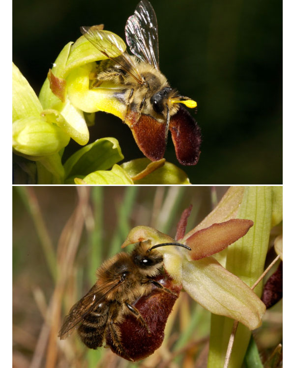 Вверху: самец пчелы Andrena nigroaenea с прилипшим к голове желтым поллинарием совершает «псевдокопуляцию» с цветком орхидеи Ophrys lupercalis. Внизу: самец Colletes cunicularius пытается совокупиться с цветком Ophrys arachnitiformis. Фото из обсуждаемой статьи в BMC Evolutionary Biology