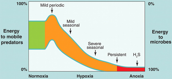 Схема, показывающая, как, в зависимости от имеющегося в среде кислорода, распределяется в экосистеме доступная организмам энергия (связанная в виде органического вещества). На левой вертикальной оси — доля, достающаяся подвижным хищникам (прежде всего — рыбам), охотящимся у дна, а на правой вертикальной оси — достающаяся бактериям. Чем меньше в среде кислорода, тем меньше энергии доступно хищникам, но тем больше — бактериям. Степень дефицита кислорода нанесена на горизонтальной оси — от нормального содержания (Normoxia) к полному его отсутствию — аноксии (Anoxia), через промежуточное состояние гипоксии (Hypoxia). Стрелки показывают режим возникновения дефицита кислорода: слабый периодический (Mild periodic), слабый сезонный (Mild seasonal), сильный сезонный (Severe seasonal), постоянный (Persistent), развитие сероводородного загрязнения (H2S). Некоторый подъем доли, попадающей хищникам, в условиях слабой гипоксии связан с тем, что ведущие роющий образ жизни беспозвоночные выползают на поверхность грунта, где кислорода всё же больше. Рис. из обсуждаемой статьи в Science
