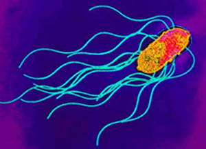 Бактерия <i>Salmonella enterica</i>