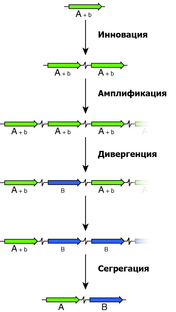 Образование нового гена по схеме «инновация — амплификация — дивергенция»