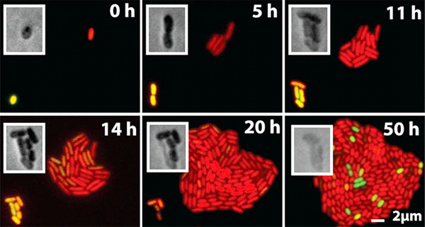 Рис. 3. Образование специфических микроколоний (значительно меньших по размеру) клетками с активной интегразой (желтые)
