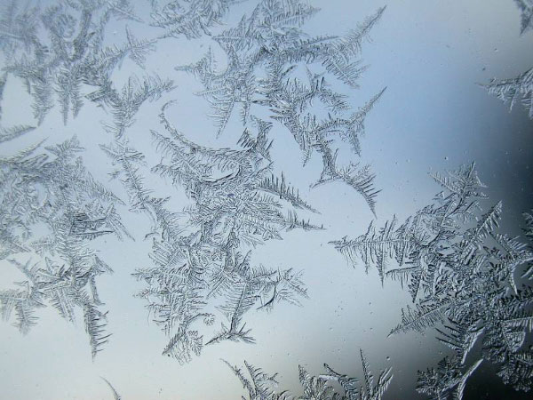 Ход развития и строение взрослого многоклеточного организма «закодированы» в геноме примерно в той же степени и в том же смысле, в каком причудливые морозные узоры на стекле «закодированы» в структуре молекулы воды. В обоих случаях между наследственным кодом и его воплощением (генотипом и фенотипом) лежат сложнейшие, трудно поддающиеся изучению процессы самоорганизации. Эта аналогия помогает понять, почему генетики, даже имея полные тексты геномов многих видов, так медленно продвигаются к пониманию «генетических основ» сложных биологических объектов и явлений. (Фото с сайта www.jostjahn.de)