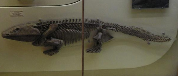 Ихтиостега (Ichthyostega) — все-таки уже четвероногое, а не рыба (хоть и с рыбьим хвостом). Тиктаалик имеет полное право претендовать на звание «переходной формы» между продвинутыми кистеперыми рыбами, подобными эустеноптерону, и примитивными земноводными, подобными ихтиостеге (реконструкция ихтиостеги в витрине Московского палеонтологического музея). Фото с сайта evolbiol.ru