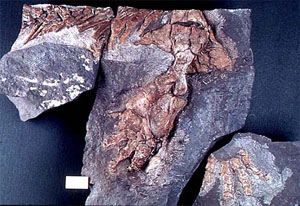 Отпечаток задней конечности ихтиостеги (фото с сайта tolweb.org)