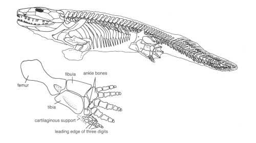 Новая реконструкция ихтиостеги (изображение с сайта theclacks.org.uk)