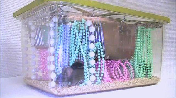 В такой обстановке у мышей новые впечатления активнее всего записываются в тех отделах коры, которые обрабатывают тактильную информацию, приходящую от усов (вибрисс). Кадр из фильма, прилагающегося к обсуждаемой статье в Nature