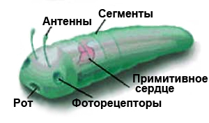 Рис. 1. Так мог выглядеть общий предок двусторонне-симметричных животных