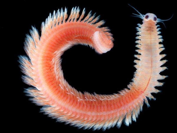 Рис. 2. Полихета Platynereis dumerilii