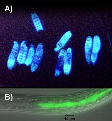 Вверху: гусеницы бабочки Galleria mellonella, убитые светящейся бактерией Photorhabdus luminescens. Внизу: те же бактерии, мирно живущие в кишечнике круглого червя Heterorhabditis bacteriophora