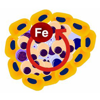Варианты адаптации одноклеточных к низкой доступности железа