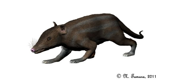 Юрамайя (Juramaia sinensis) — самое древнее из известных ныне плацентарных млекопитающих, найденное в среднеюрских (160 млн лет) отложениях Китая. Эта находка заполнила разрыв между палеонтологическими датировками и молекулярными реконструкциями. Рисунок с сайта www.palaeocritti.com